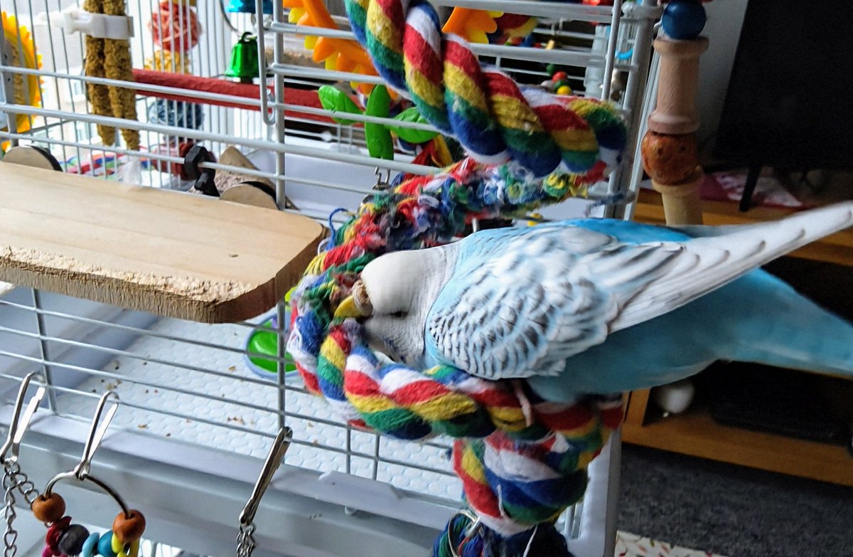 Coco being her normal destructive self 🐦😊 #birdlovers