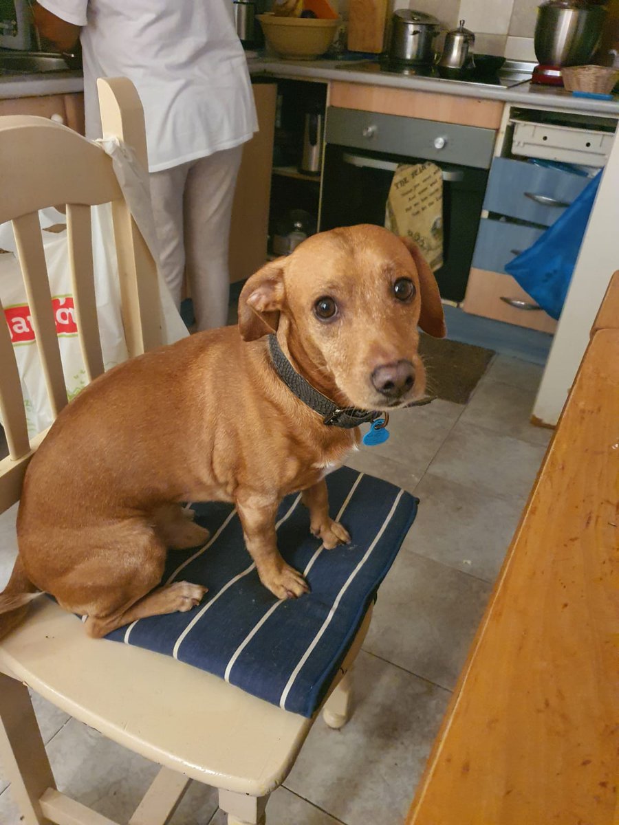 #ESPAÑA #Málaga EXTERNO¡Perro de 10años con sus vacunas. Su dueña de 18 años falleció y ahora los padres dicen que no tienen espacio para quedarse con el perrito. Dicen que si no encuentra familia lo eutanasiarán. Si hay alguien interesado que llame a este número 625861124(Loli)