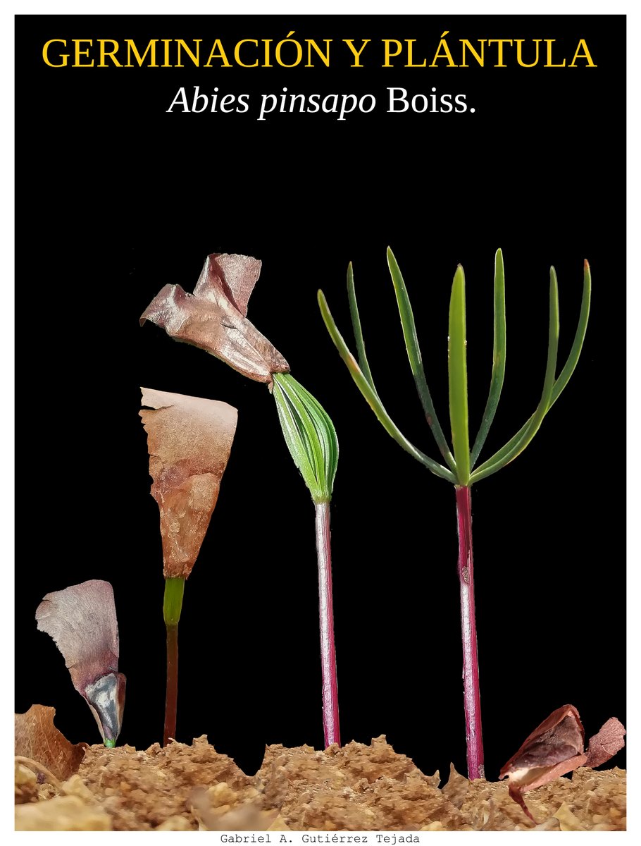 Gabriel A. Gutiérrez Tejada (@abies_gabriel) on Twitter photo 