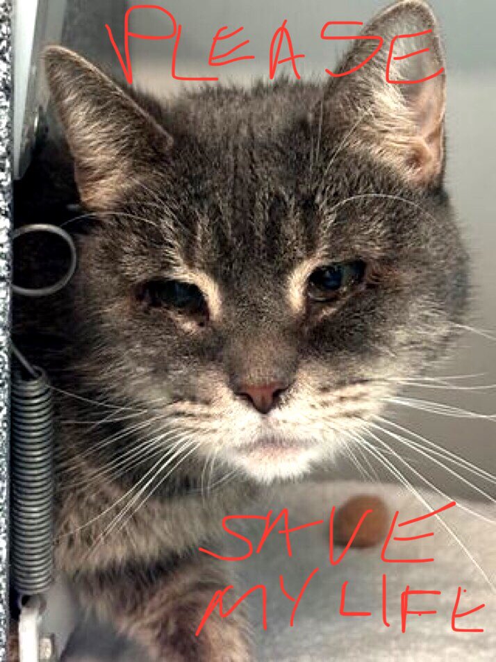 catgirl321's tweet photo. 🆘CODE RED: DESPERATE🆘
Loving, affectionate, VERY frail #SENIOR SYLVIA (7yrs) needs #IMMEDIATE #RESCUE and #MEDICAL #CARE‼️
*PLEDGES CRITICAL*
PLEASE #RT #PLEDGE #FOSTER #ADOPT -EVERYTHING you can do to #SAVE HER✔️
#cats #NYC #AdoptDontShop #SharingSavesLives
RT@LOVE_CATS_ONE https://t.co/EF1X4zwjMB