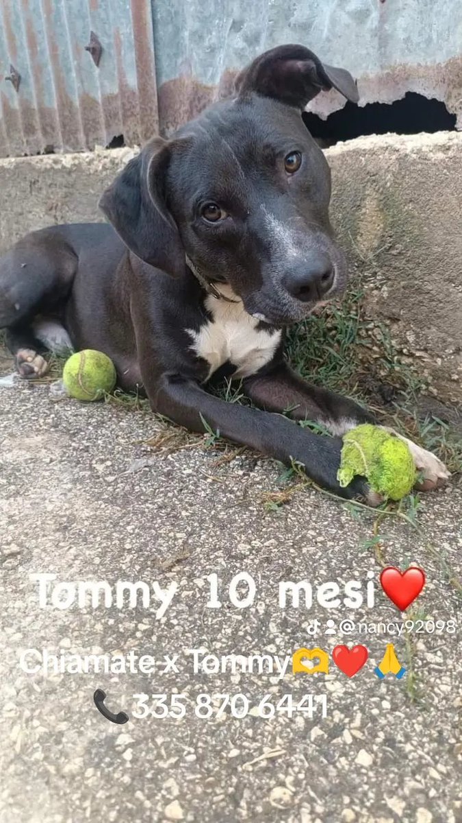 ciceronemio's tweet photo. Ci riprovo con una foto piccolo Tommy ❤️bello come il sole! Tanti post x te mai una richiesta 😪eri il più bello della cucciolata e pensavo fossi il primo a trovare casa ma purtroppo il destino si è accanito contro di te! I tuoi fratelli a casa mentre tu sei ancora dentro un box https://t.co/tliDsi9iM6
