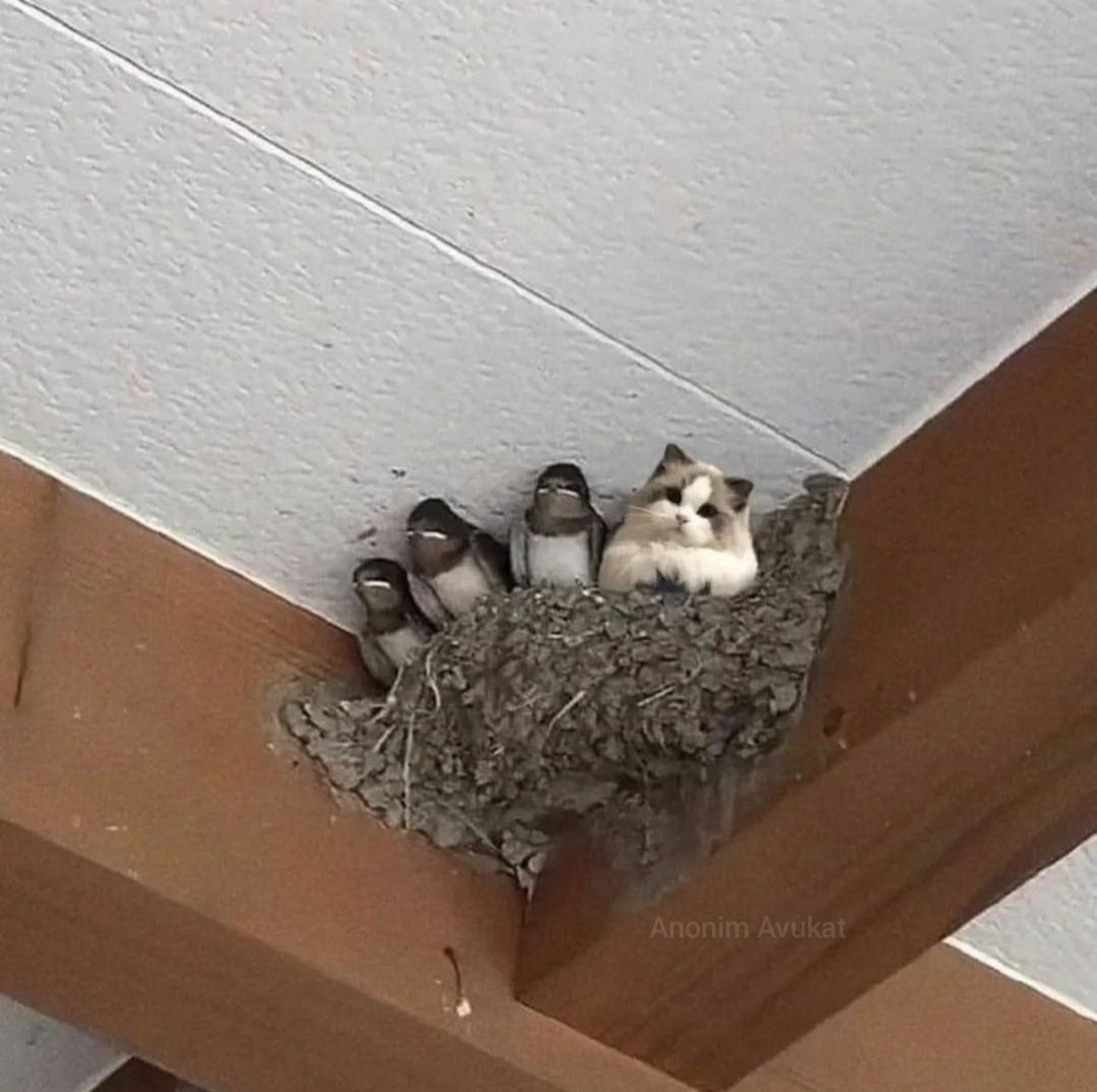 lan senin orda ne işin var 😂