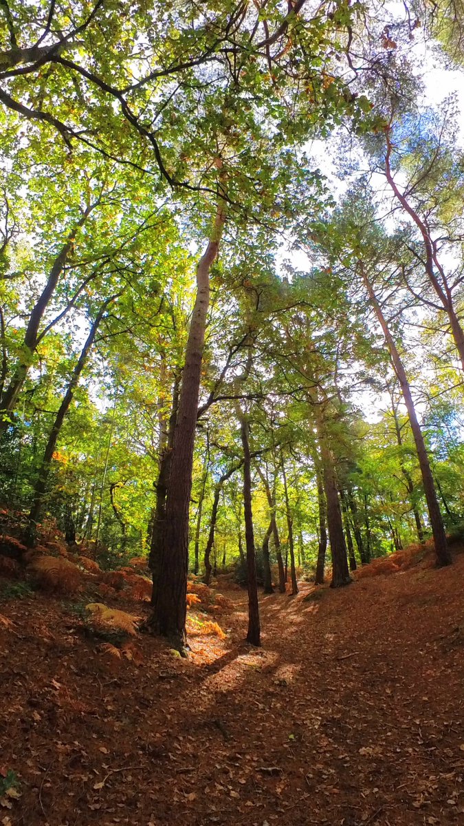 Enjoy a relaxing, dreamy walk around Addington Hills #croydon #woodland 🌳🌳🌳🍂🍃🍁youtube.com/watch?v=3VsM1I…