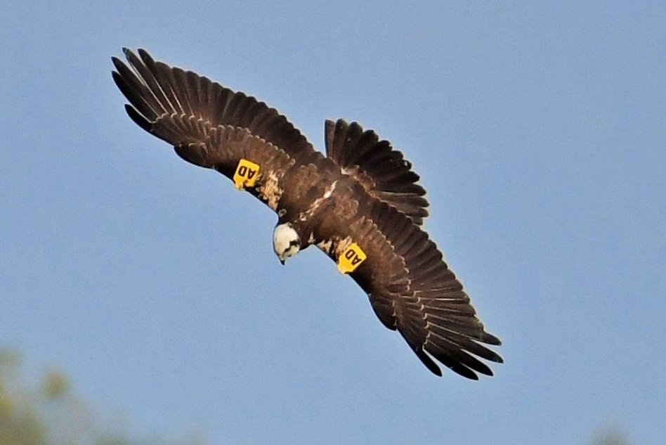 Chris Wilkinson tweet media