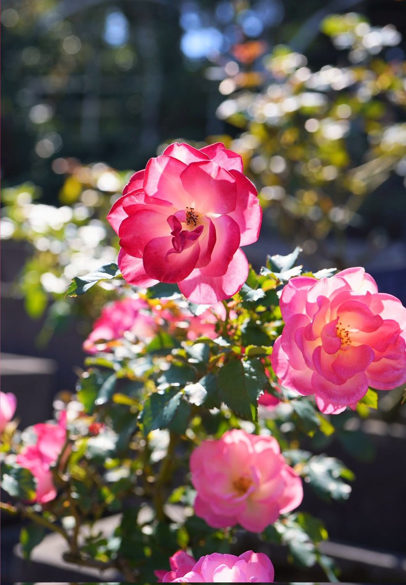 Mitsuketyattano's tweet photo. .
11月11日（月）
おはようございます

🌿🌹🍃🥀🌿🏵️🍃🥀🌿🌹🍃

今日もあなたが
たくさんの笑顔に���まれますように🍀

#TLを花でいっぱいにしよう https://t.co/FZ5GYYWd8i