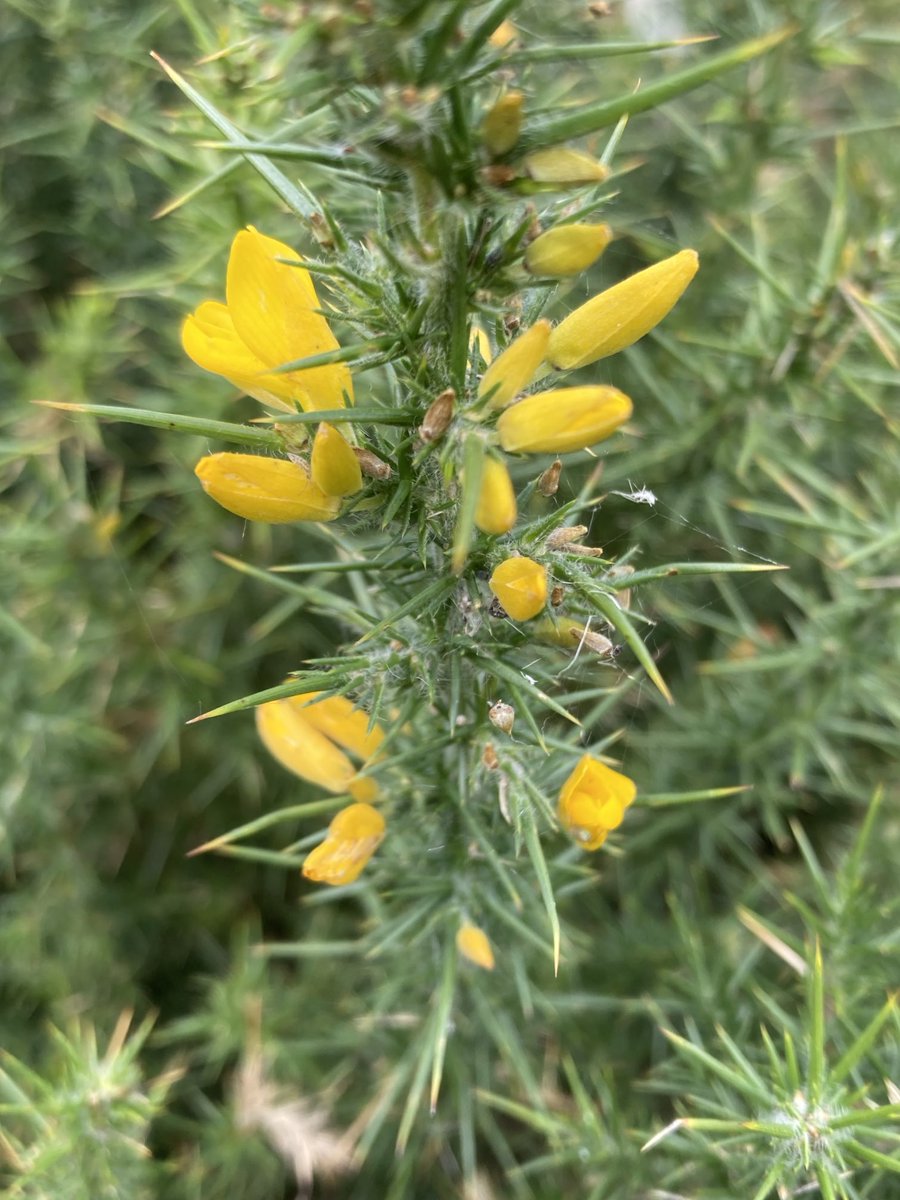 Gorse (Ulex europaeus) in flower near Ashbourne in Derbyshire ⁦<a href="/wildflower_hour/">wildflowerhour</a>⁩ #Wildflowerhour ⁦<a href="/BSBIbotany/">BSBI: Botanical Society of Britain & Ireland</a>⁩