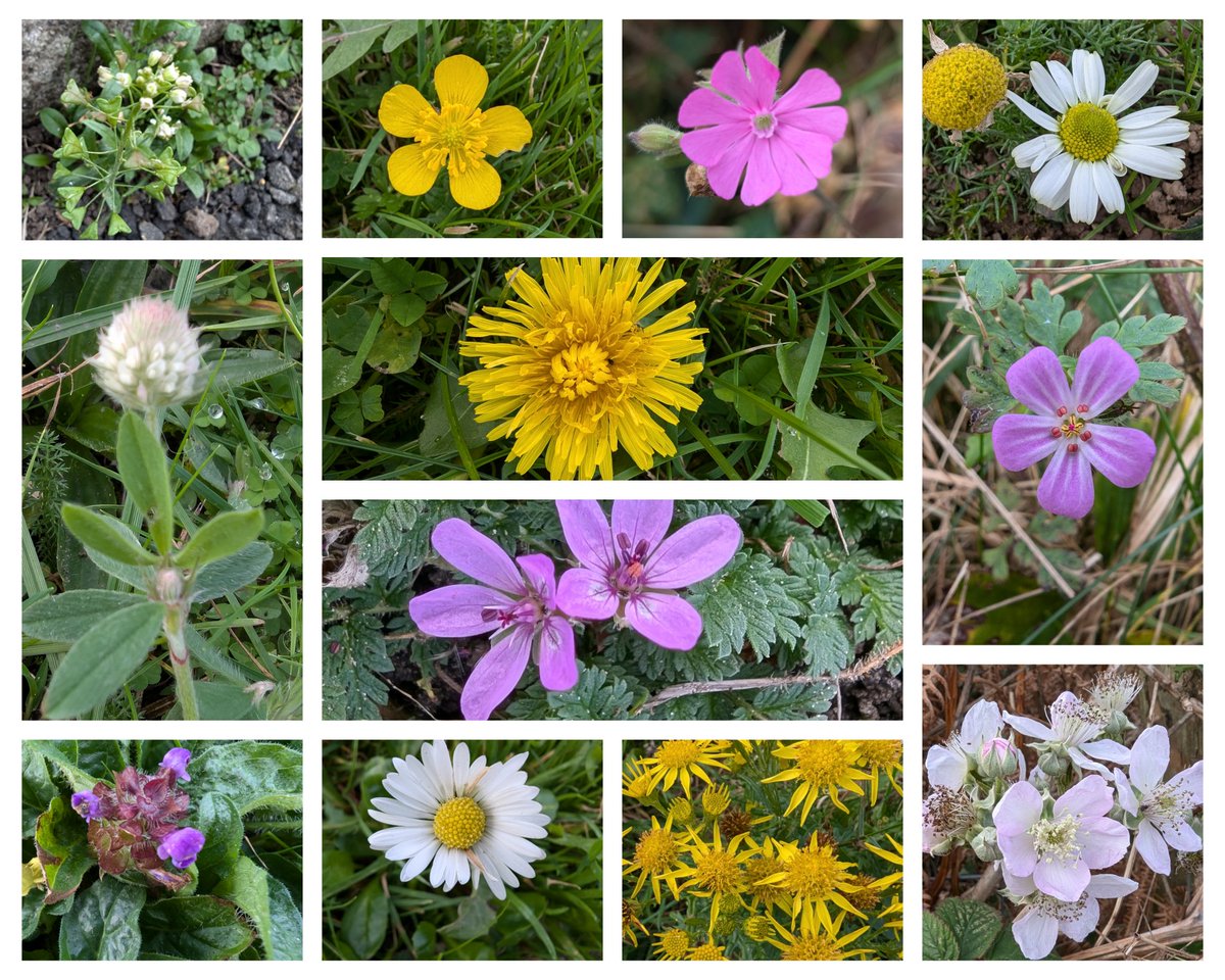 Wildflowers still in bloom around the farm this week for #wildflowerhour #thewinter10
Shepherd's-purse, Creeping Buttercup, Red Campion, Chamomile, Hare's-foot Clover, Dandelion, Stork's-bill, Herb-Robert, Selfheal, Daisy, Common Ragwort &amp; Bramble