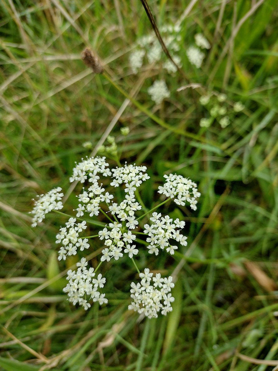 Debbie Alston (@debbie1alston) on Twitter photo Burnet saxifrage still in flower this week on Eastbourne Downlands, East Sussex #wildflowerhour <a href="/Sussex_Botany/">Sussex Botanical Recording Society</a> Burnet saxifrage still in flower this week on Eastbourne Downlands, East Sussex #wildflowerhour <a href="/Sussex_Botany/">Sussex Botanical Recording Society</a>
