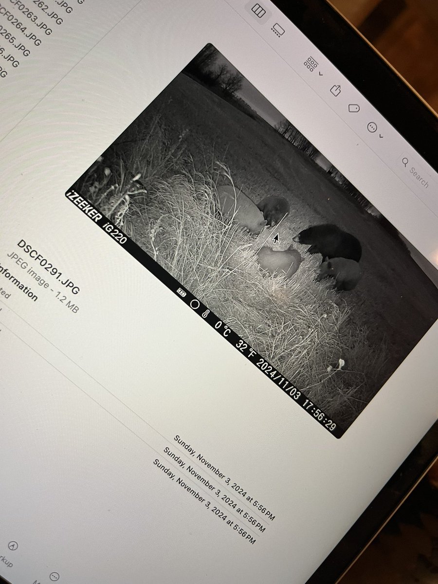 Hope the snow overnight puts the bears to bed and gets the deer moving #huntsask #whitetail