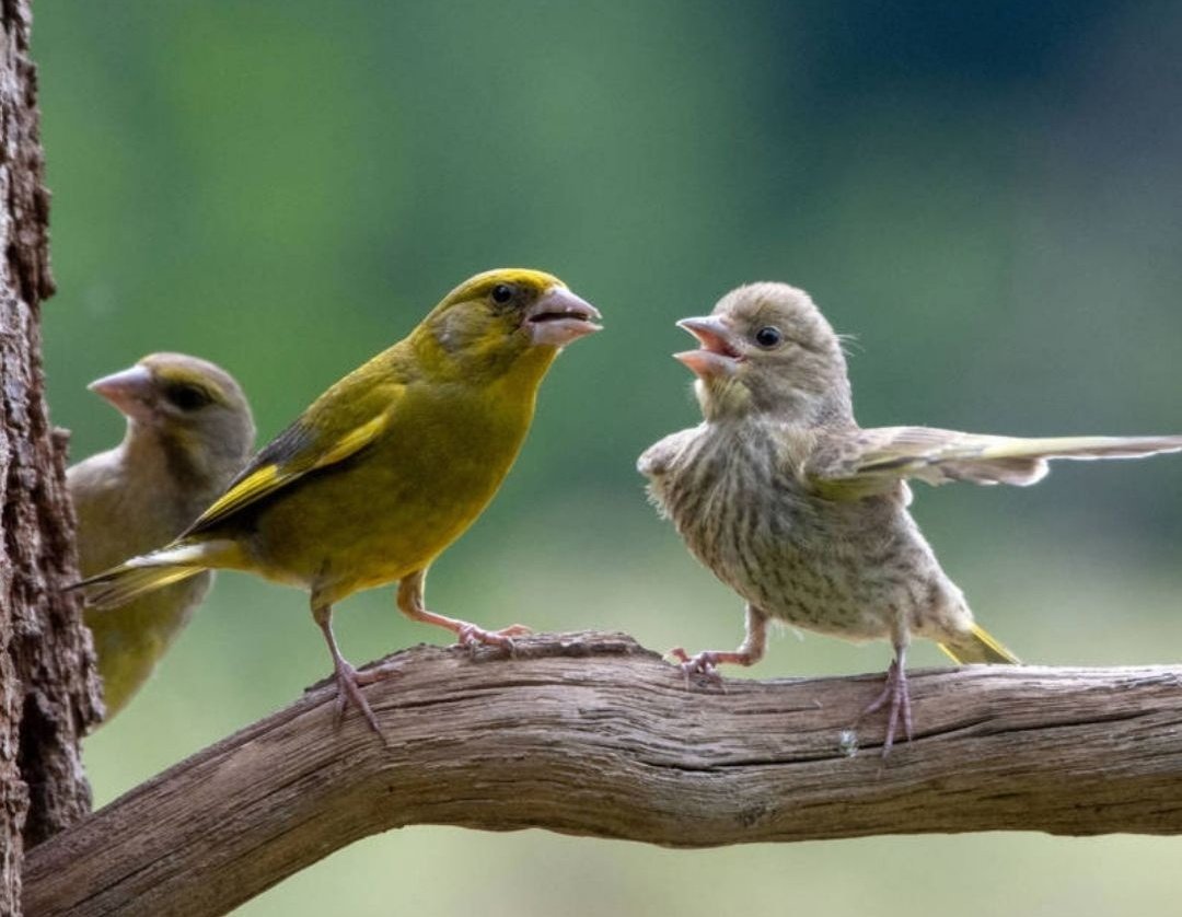 - MI ARPISTE DIO MIO
- POR DONDE SE HA IDO SEÑORA
- EN AKELLA DIRESION AGENTE
- KE ASPESTO TENIA
- ERA NEGRO PICO NARAJA
- MARDITOS MIRLO SIEMPRE IWA