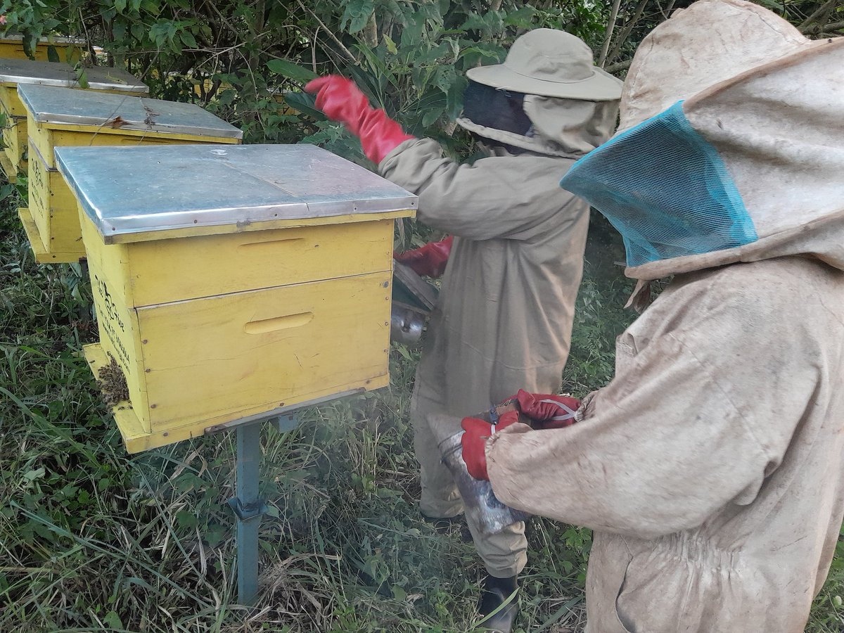 iwandera06's tweet photo. "Bees are the legs of the #ecosystem, and without them, the whole system would collapse." - Dr. May Berenbaum

"Bees #pollinate over 75% of the world's crop #species, including #coffee, chocolate, and apples." - United Nations Environment Programme https://t.co/jwYtHKPH7J