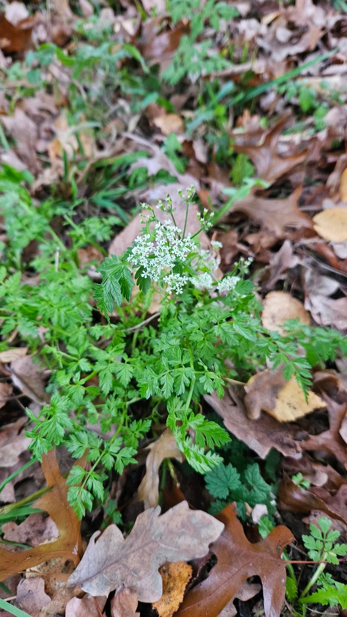 Ik zag vanmiddag fluitenkruid bloeien!! <a href="/wildflowerhrNL/">wildflowerhourNL</a>
