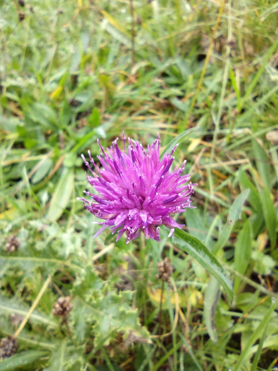 Debbie Alston (@debbie1alston) on Twitter photo Common knapweed still in flower this week on Eastbourne Downlands #wildflowerhour <a href="/Sussex_Botany/">Sussex Botanical Recording Society</a> Common knapweed still in flower this week on Eastbourne Downlands #wildflowerhour <a href="/Sussex_Botany/">Sussex Botanical Recording Society</a>