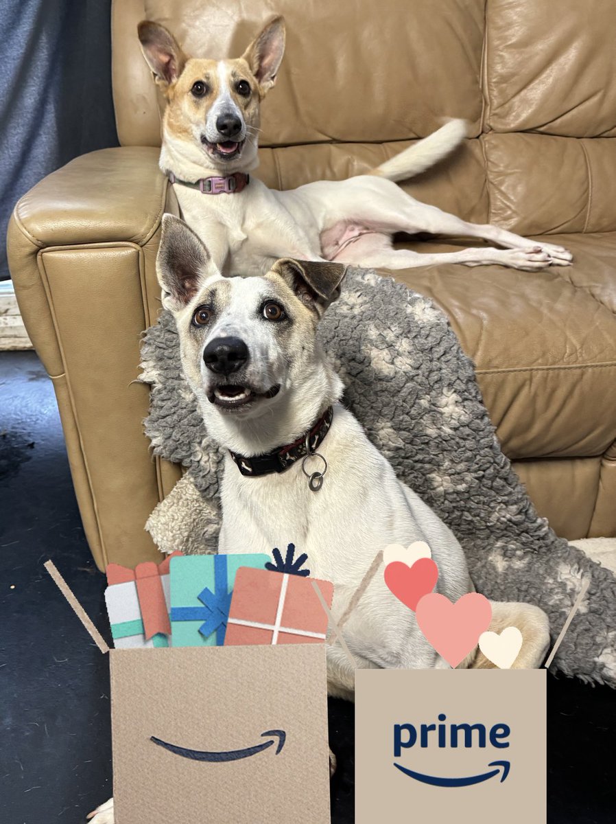 Dogs4Rescue's tweet photo. Hello dear friends. I asks my glamorous assistant Roo to help me wiv my Amazon Wishlist this week becos we really needs help wiv some essential items!! 😬😬
Fank you our most bootiful friends 😊
love Odin and Roo xxx
https://t.co/Tll2r9UtrJ https://t.co/K4hKxSD4VY