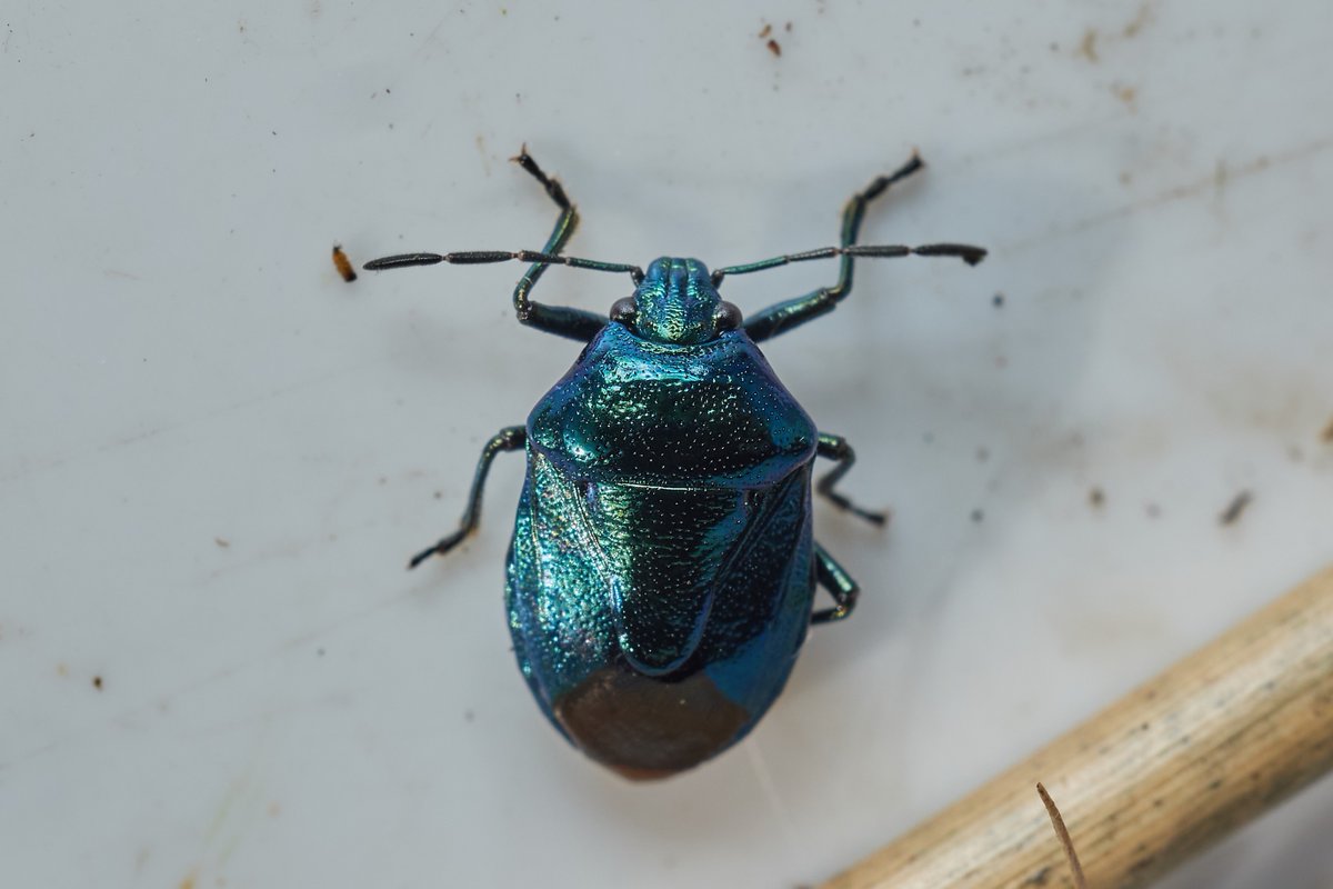 David Williams tweet media