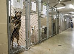 Hope sees the invisible, feels the intangible, and achieves the impossible. — Helen Keller
Pounce on this link (prf.hn/l/55AqAoR/) type give back in the Chewy search bar, then key in your zip code. Select a local Shelter or Rescue thru Chewy's Wishlist tool. No one ever got