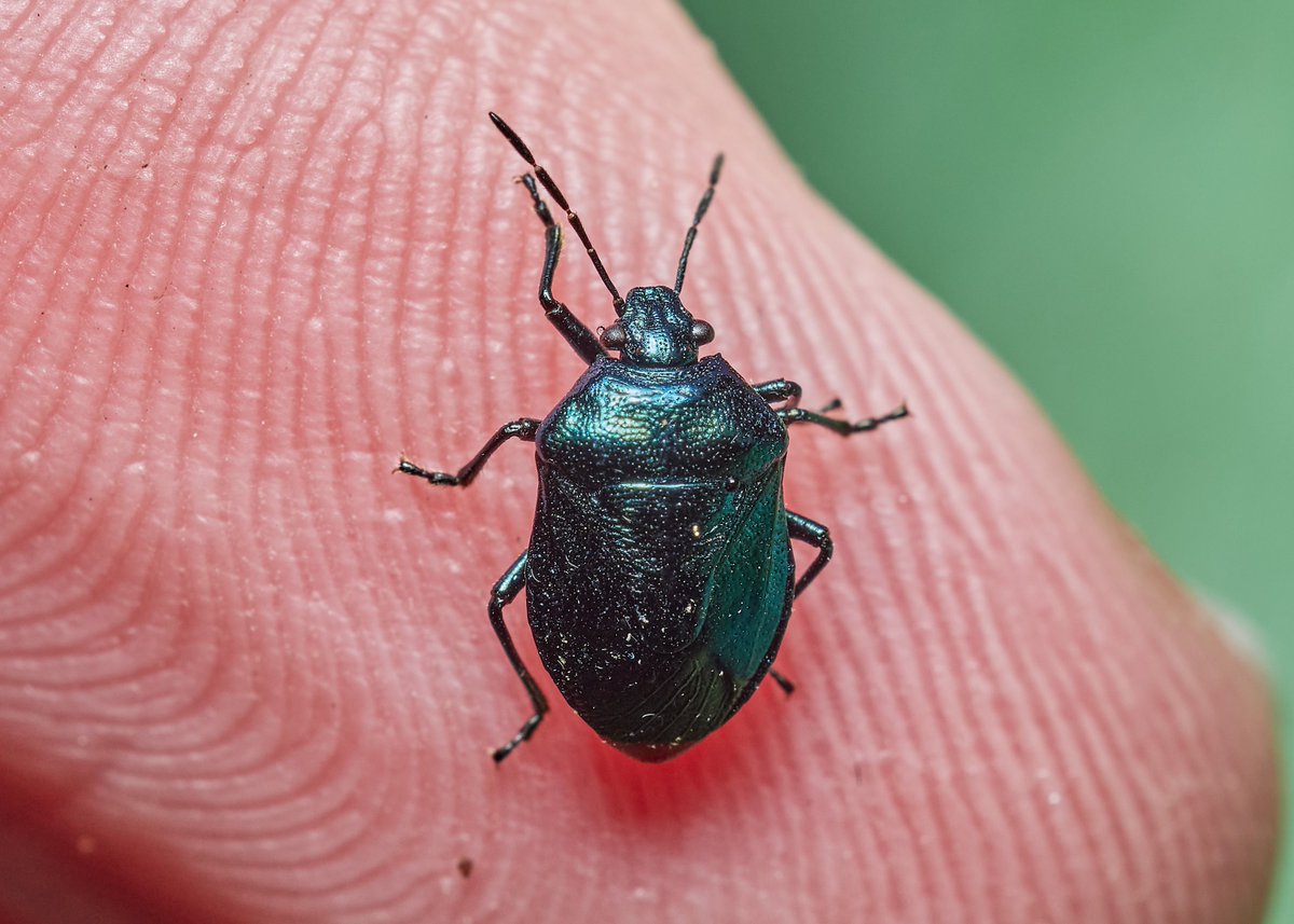 David Williams tweet media