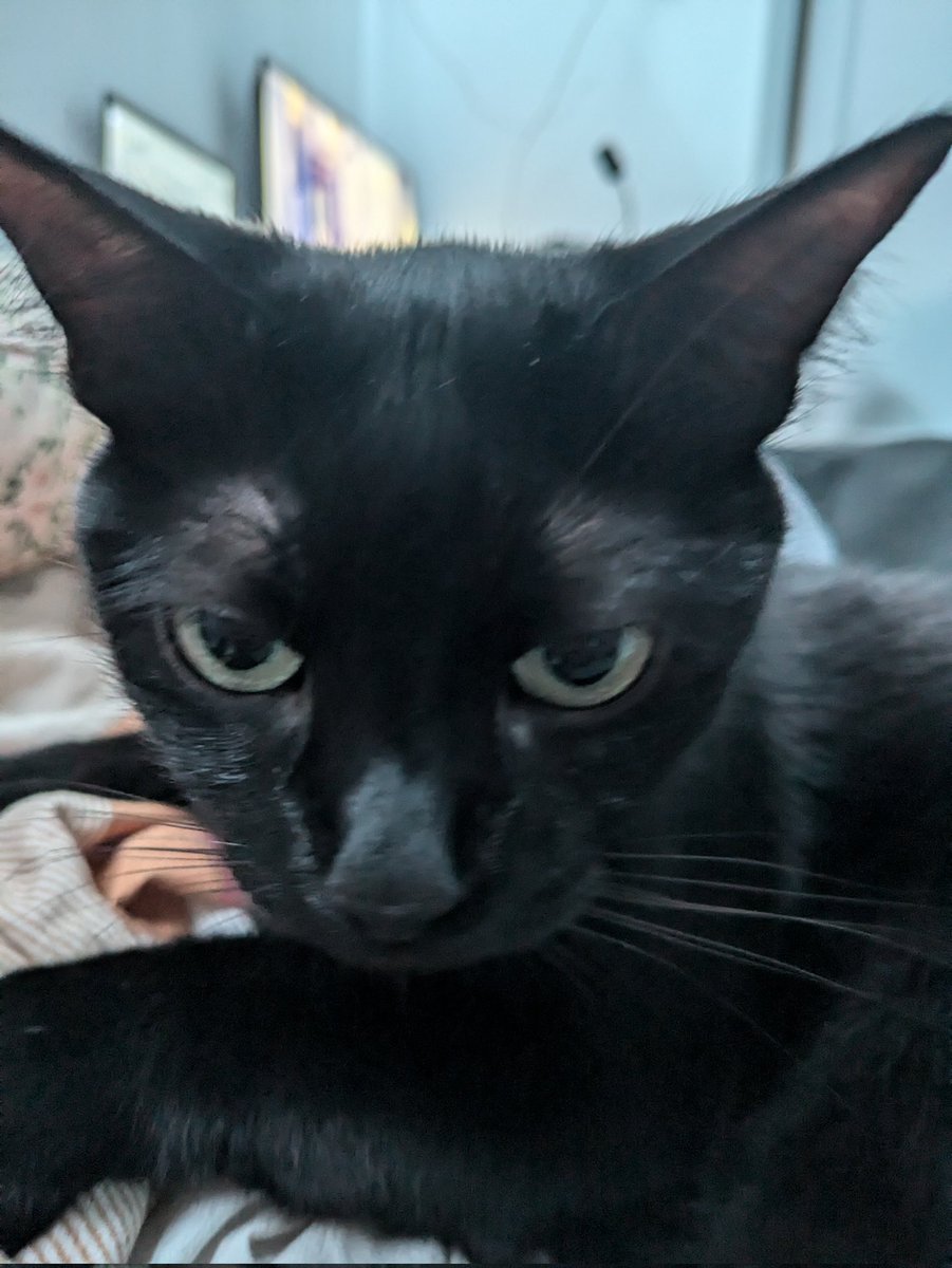 le gustan las patas, el frotting, su dakimakura y que le pidan las cosas porfavor