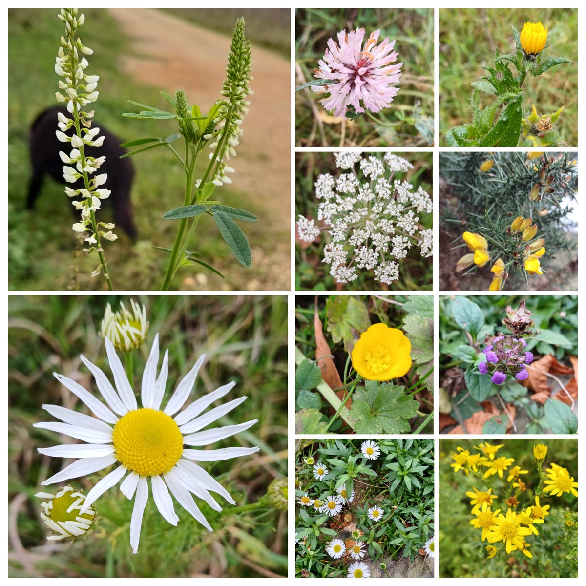 Clare Andrews tweet media