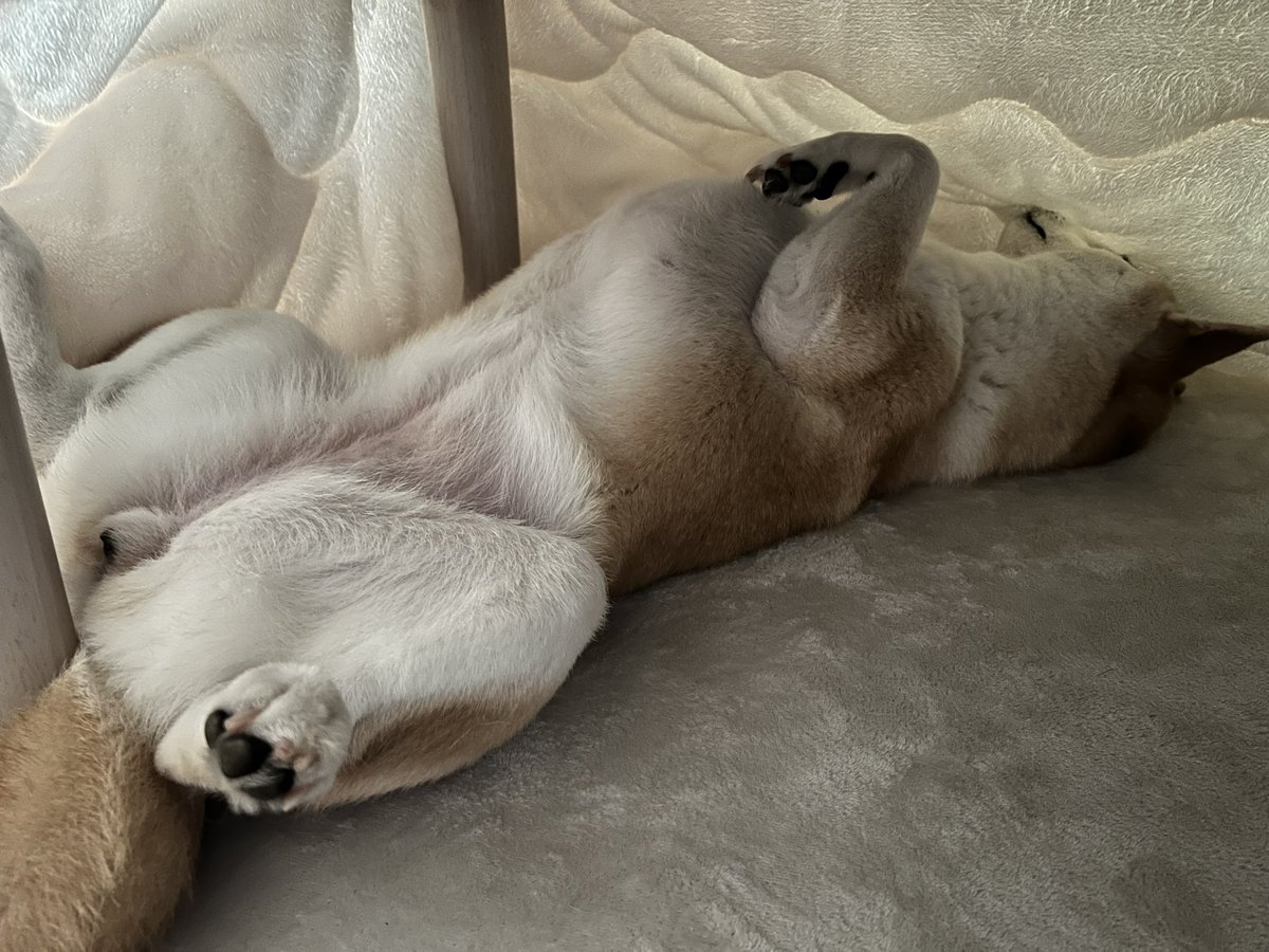 shibadog_48's tweet photo. こたつ最高〜！

#柴犬  #柴犬のいる暮らし  #柴犬のいる生活  #柴犬のいる幸せ  #柴犬を崇めよ  #柴犬大好き  #コタツ犬 https://t.co/AXxU9Dh50B