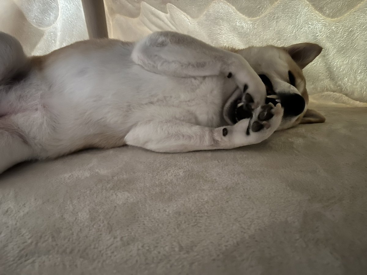 shibadog_48's tweet photo. こたつ最高〜！

#柴犬  #柴犬のいる暮らし  #柴犬のいる生活  #柴犬のいる幸せ  #柴犬を崇めよ  #柴犬大好き  #コタツ犬 https://t.co/AXxU9Dh50B
