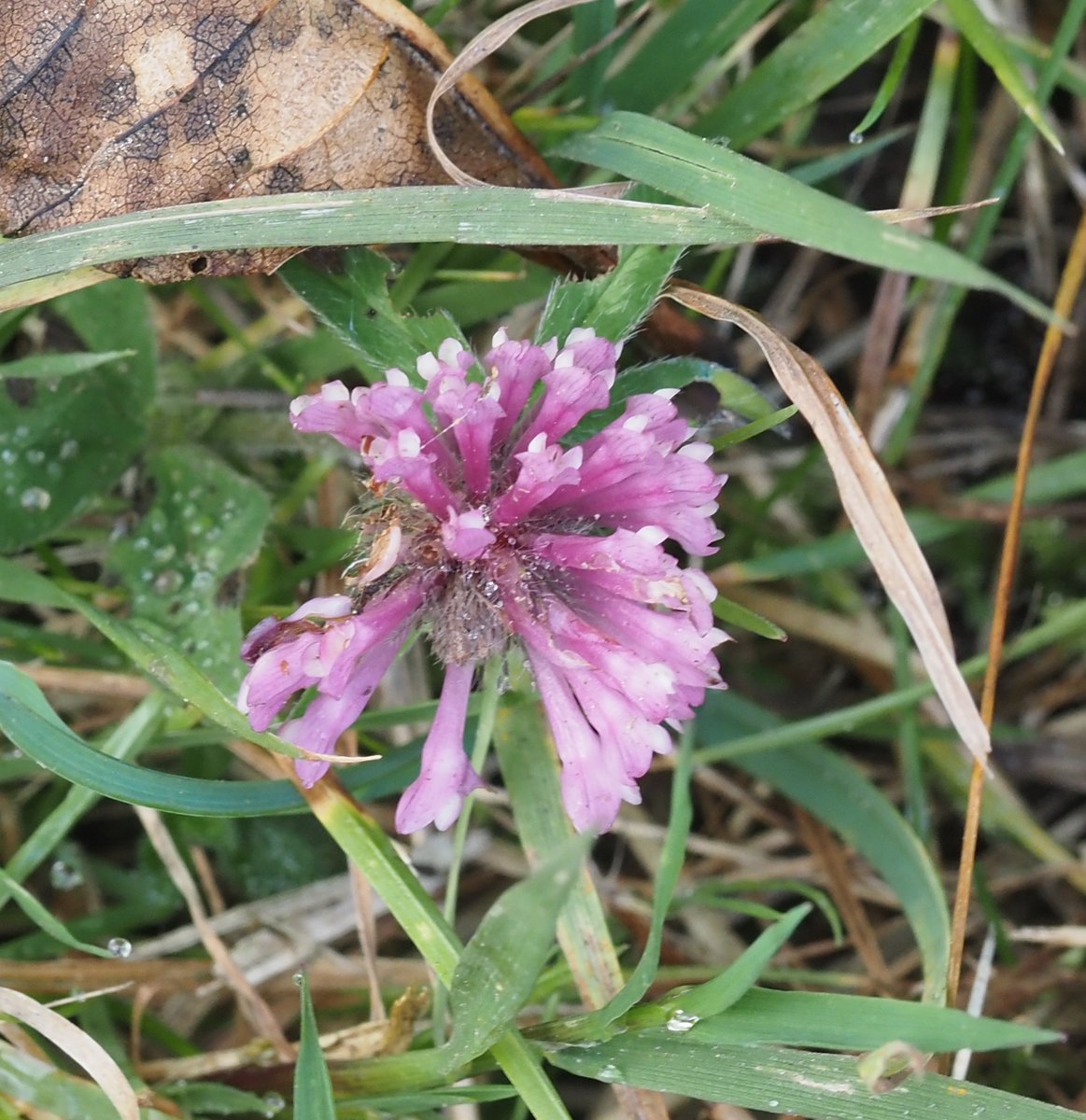 And in the red corner tonight we have; Betony, Betonia officials, Red Campion, Silene diocia; and finally Red Clover, Trifolium prantense. I was fair chuffed to  see the Betony flowering resaonably high up in Snilesworth on the North York Moors #wildflowerhour