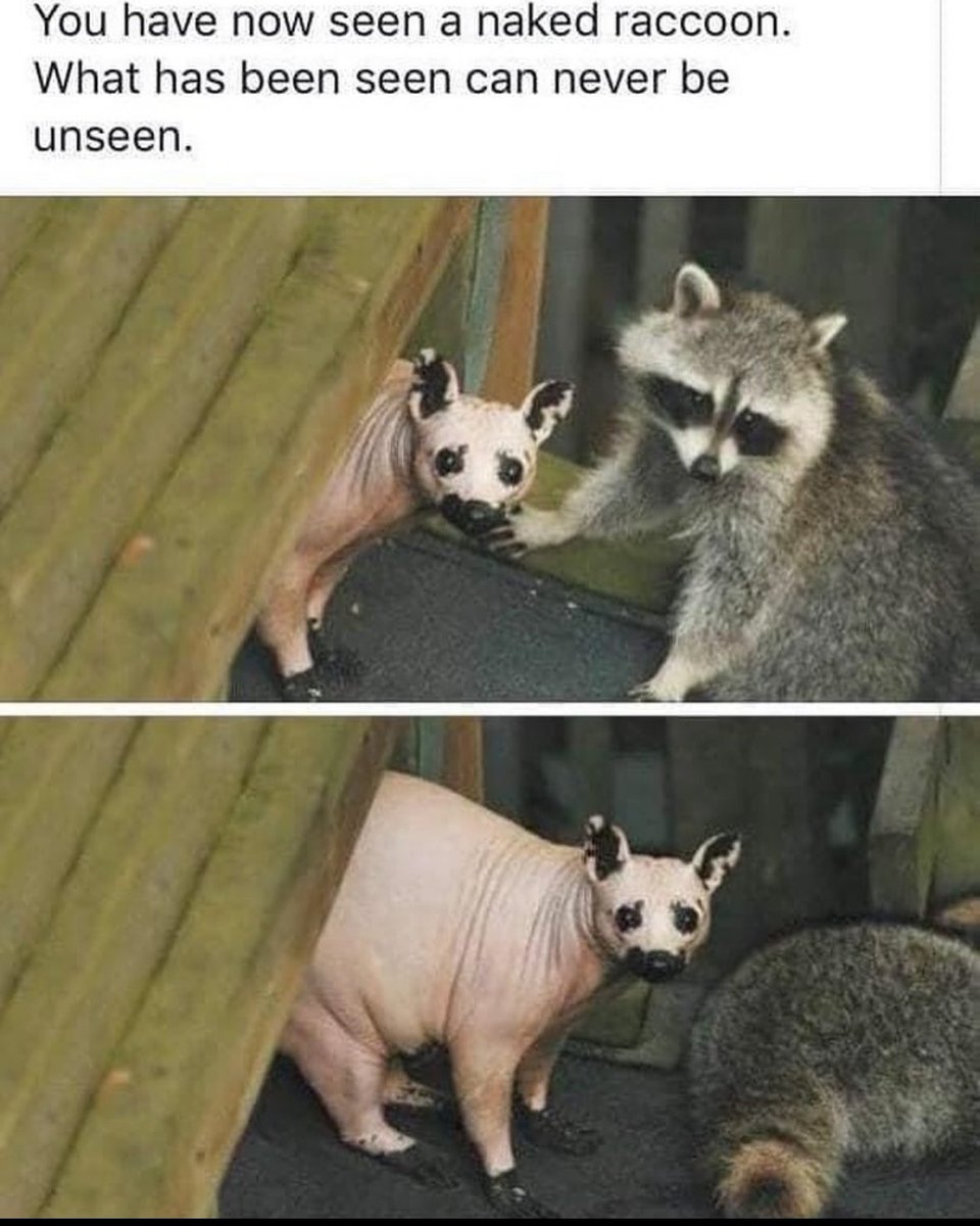 raccoon aesthetic. (@raccoonesthetic) on Twitter photo 