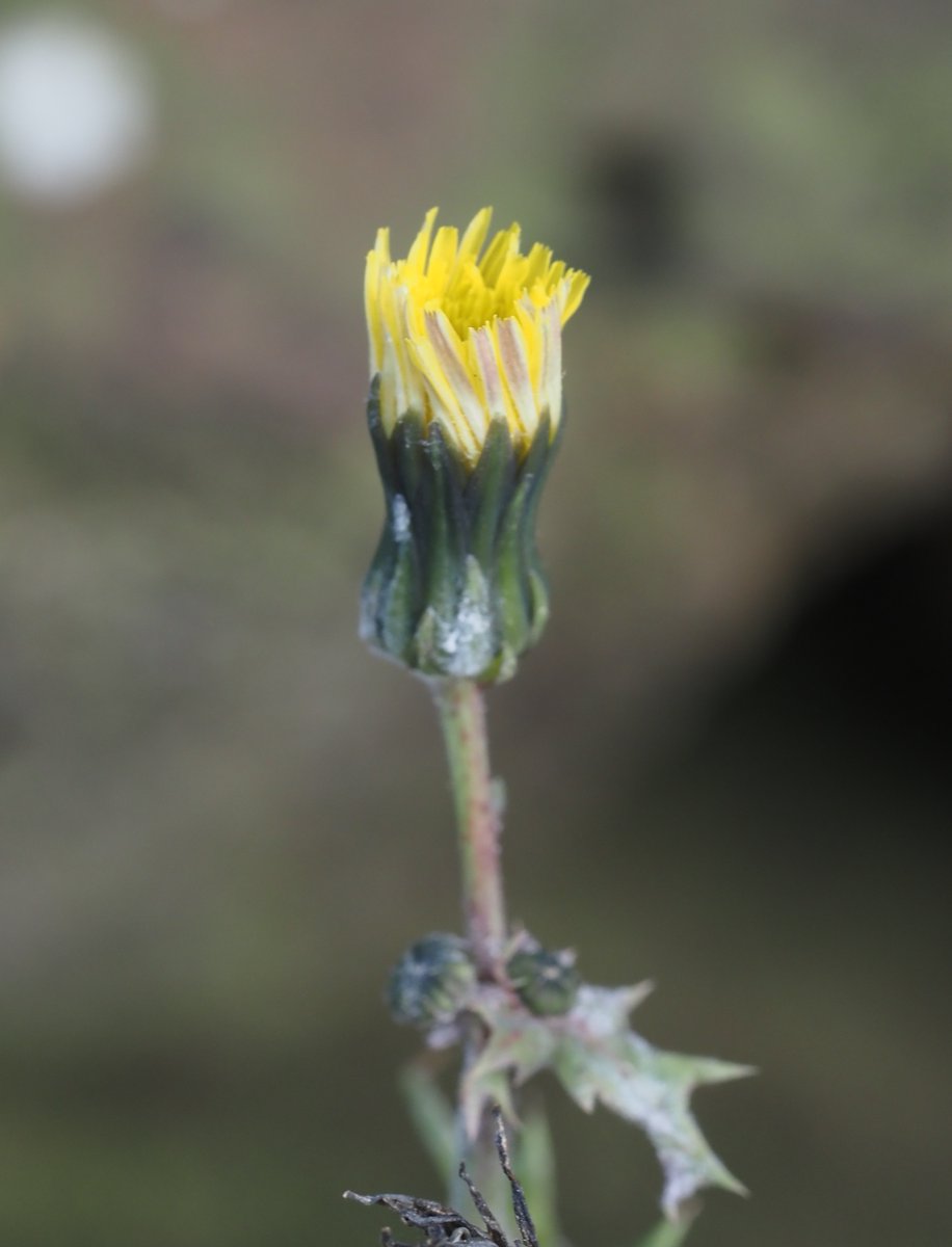 And in the yellow corner we have, Nipplewort , Lapsana communis and Perennial Sowthistle , Sonchus arvensis again growing up on the North York Moors #wildflowerhour