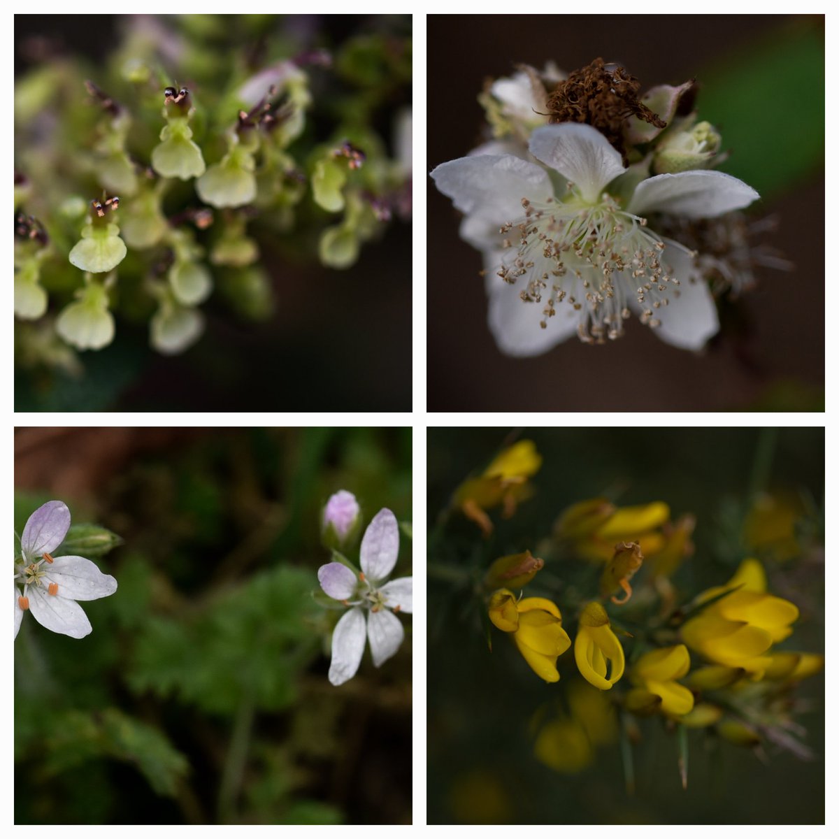 Edinburgh NATURE tweet media