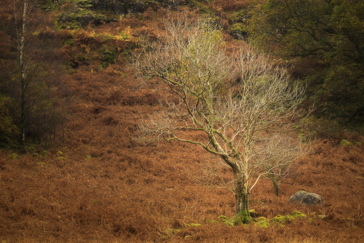 David Rippin🏔🌳📷🧗‍♂️🚴‍♂️🇪🇺 tweet media
