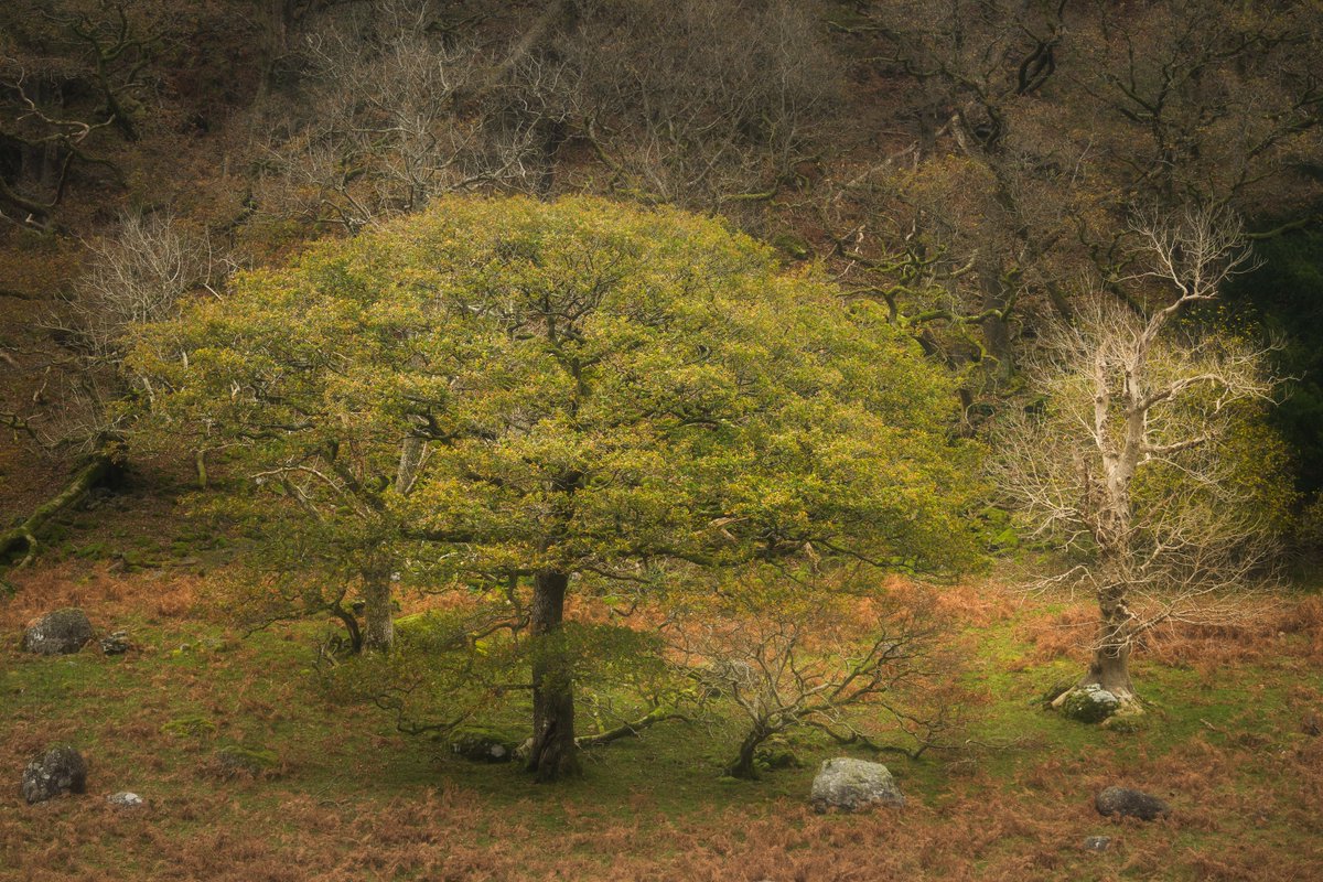 David Rippin🏔🌳📷🧗‍♂️🚴‍♂️🇪🇺 tweet media