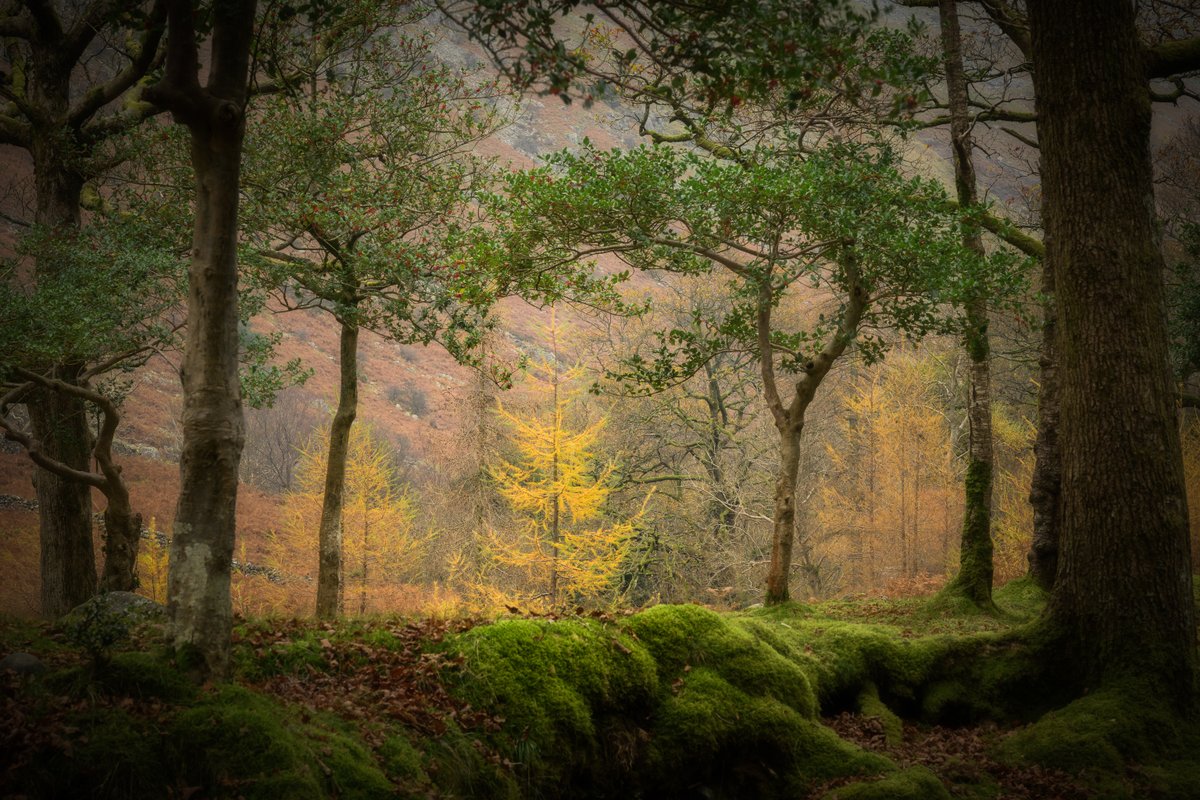 David Rippin🏔🌳📷🧗‍♂️🚴‍♂️🇪🇺 tweet media