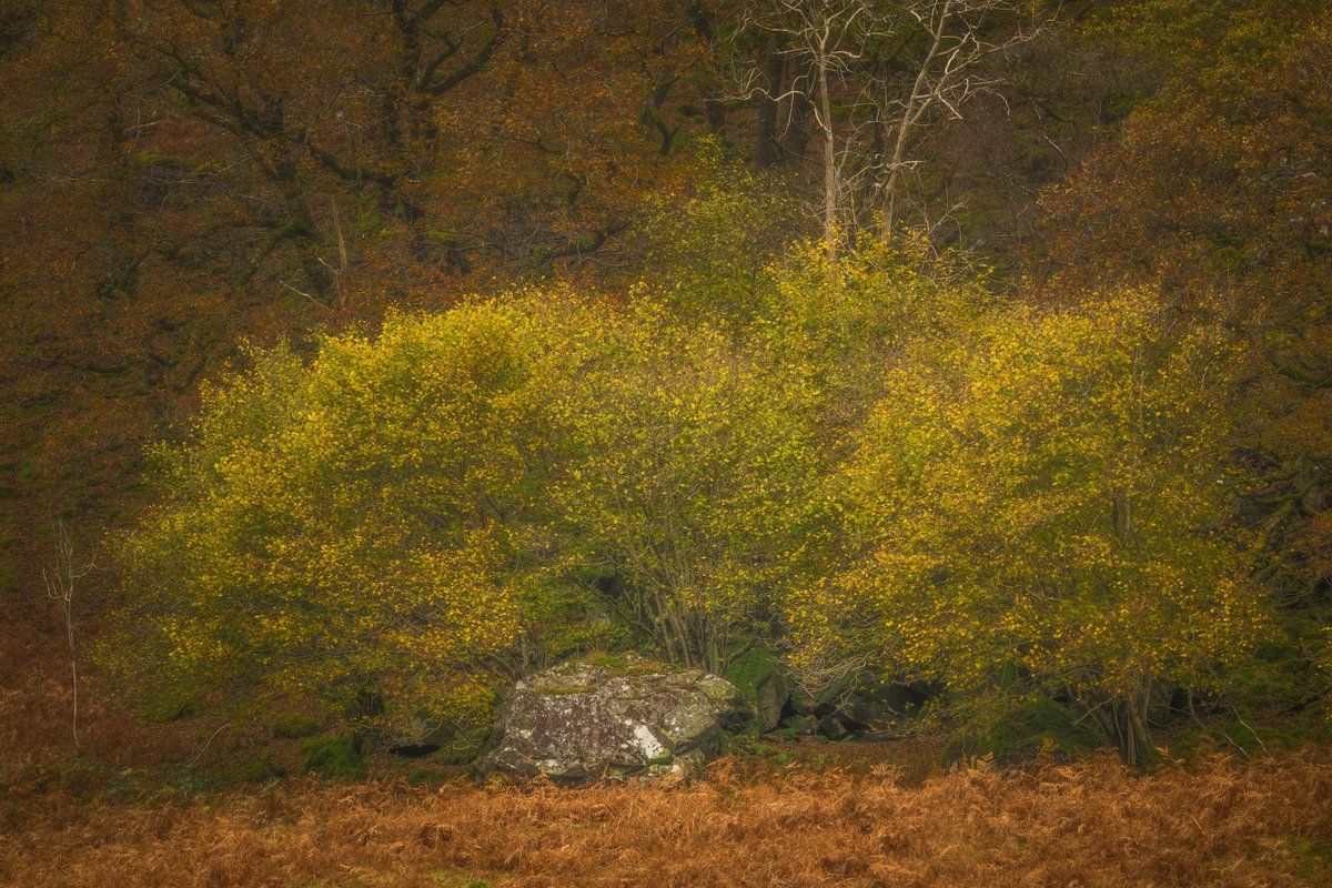 David Rippin🏔🌳📷🧗‍♂️🚴‍♂️🇪🇺 tweet media
