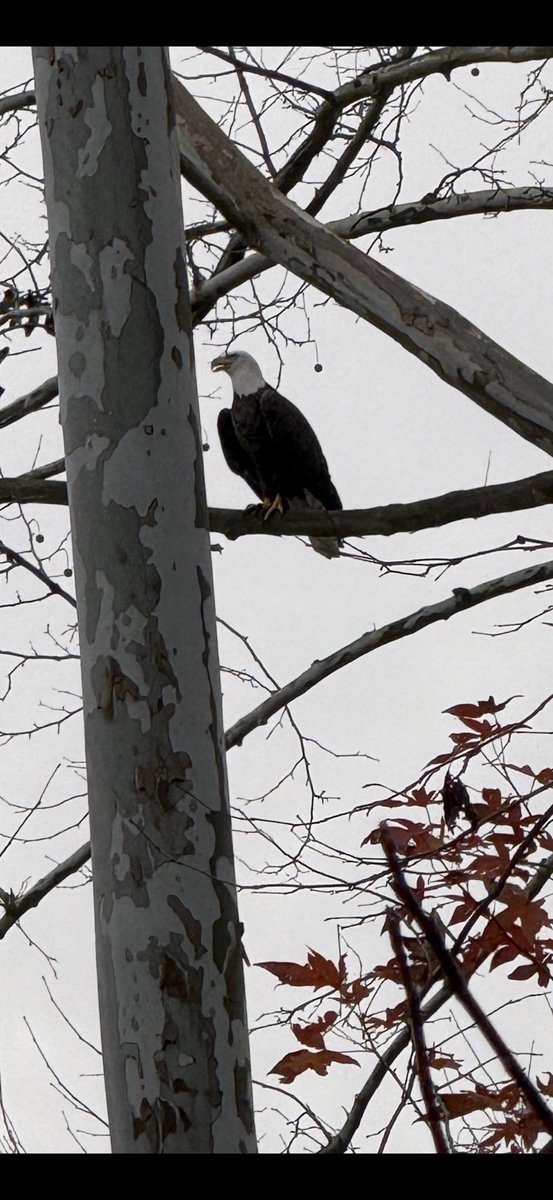 Brenda Esham Box tweet media