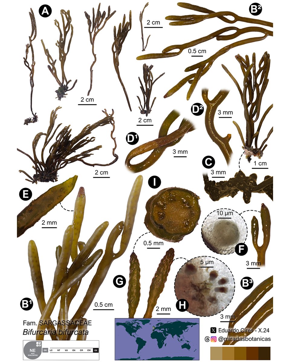Eduardo Cires (@eduardocires) on Twitter photo Bifurcaria bifurcata R.Ross
#botany #Sargassaceae #seaweed #plantsci #Lankester #phycologyfriday #marinehistoricalecology
<a href="/IndurotUniovi/">Indurot</a> <a href="/UOdivulga/">UCC+I UniOvi</a> <a href="/uniovi_info/">Universidad Oviedo</a> Bifurcaria bifurcata R.Ross
#botany #Sargassaceae #seaweed #plantsci #Lankester #phycologyfriday #marinehistoricalecology
<a href="/IndurotUniovi/">Indurot</a> <a href="/UOdivulga/">UCC+I UniOvi</a> <a href="/uniovi_info/">Universidad Oviedo</a>