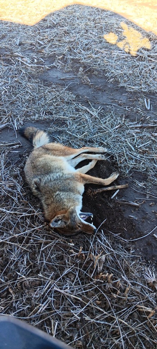 poochgross's tweet photo. 1 chicken killer down https://t.co/eMxUIoseWA