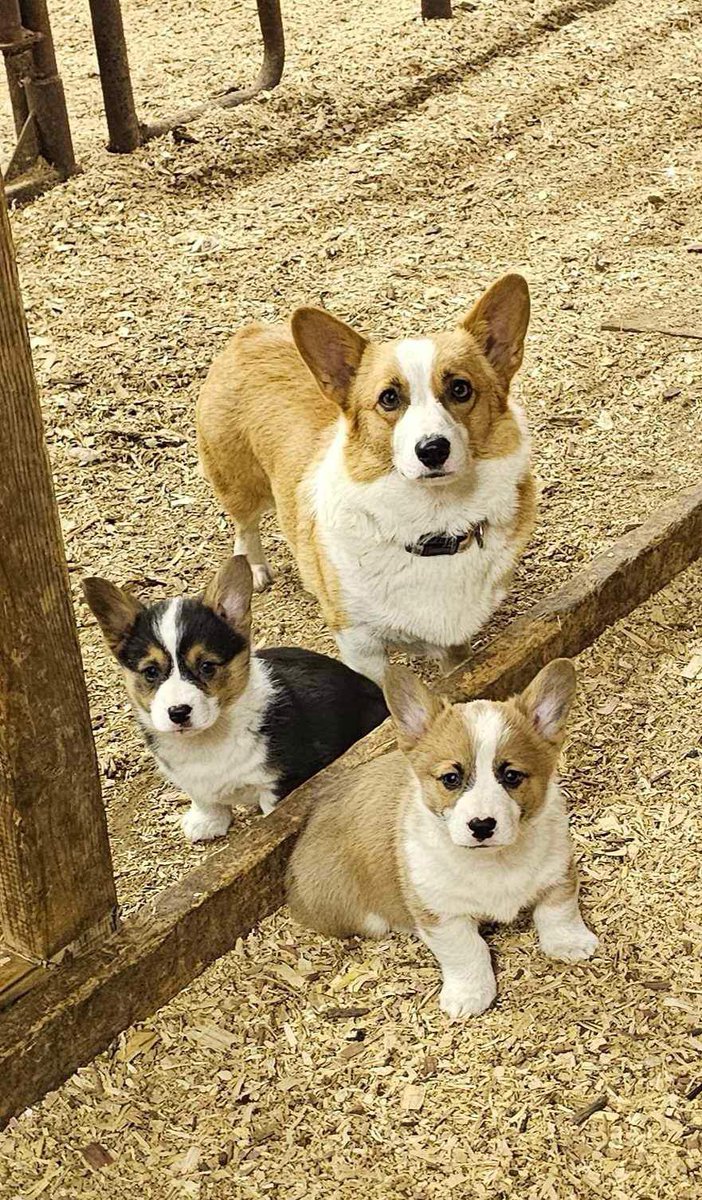 Sharing for a friend, she’s got two corgi pups ready to go! I can bring them to TX next week!