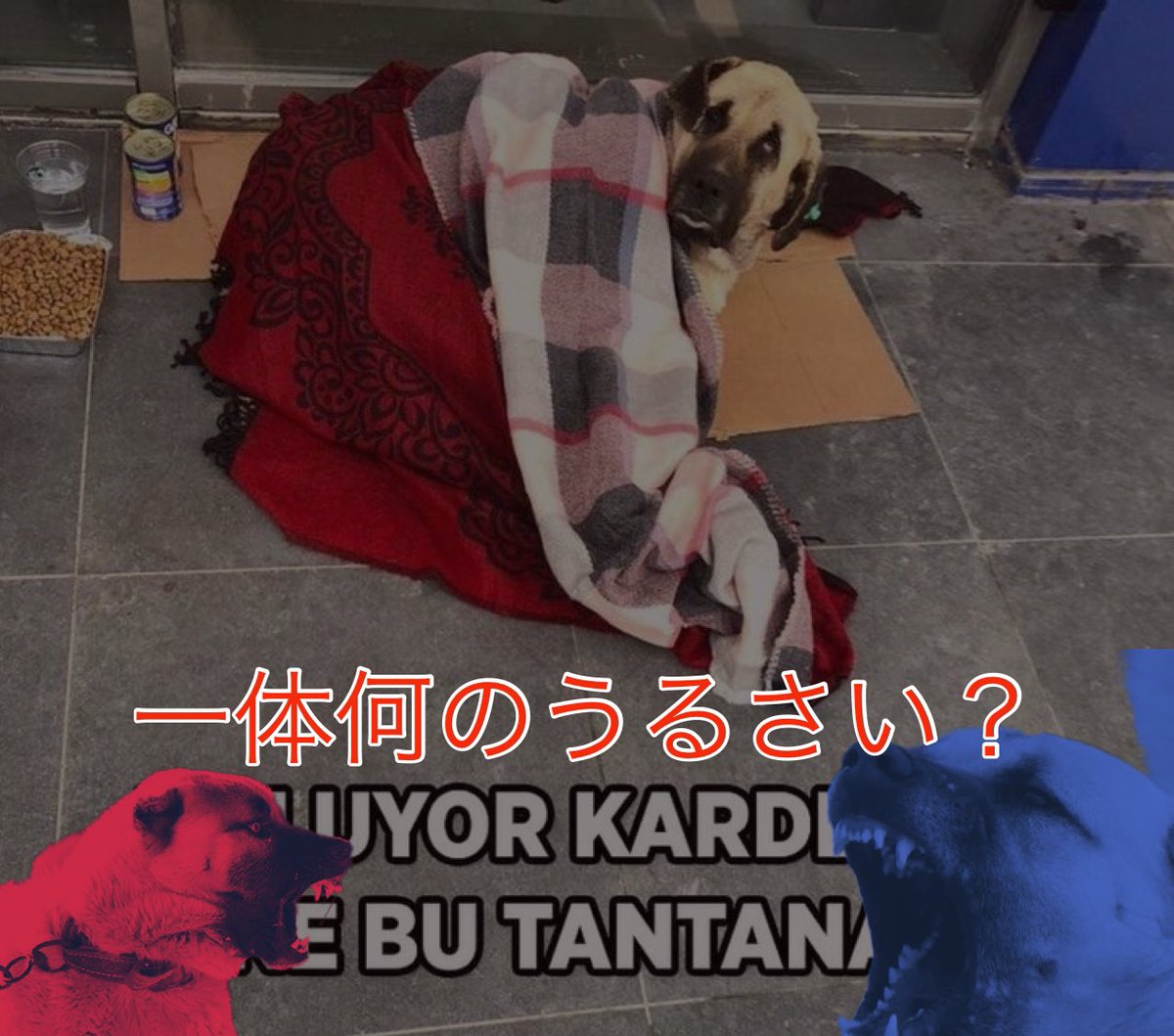 どうもおおきに、皆様。🙏