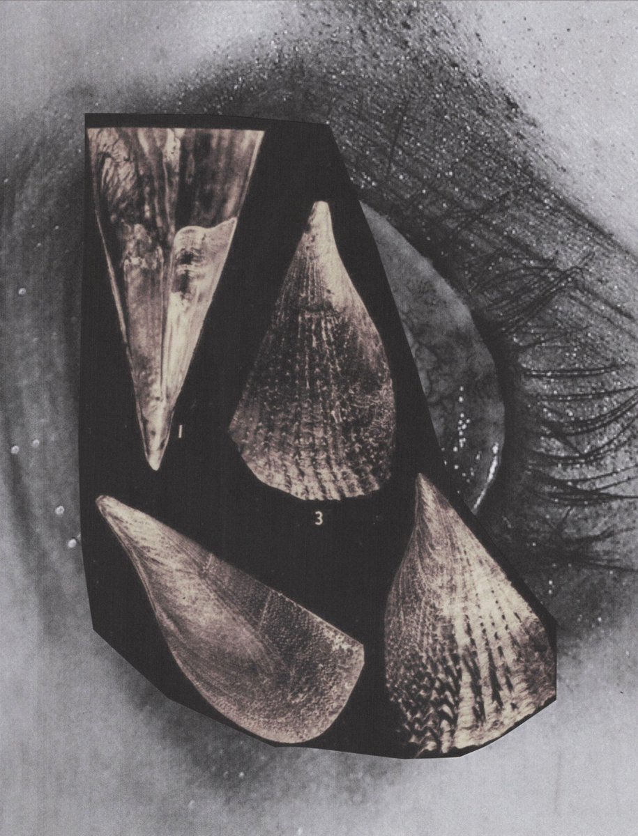 The Evergreen Review tweet media