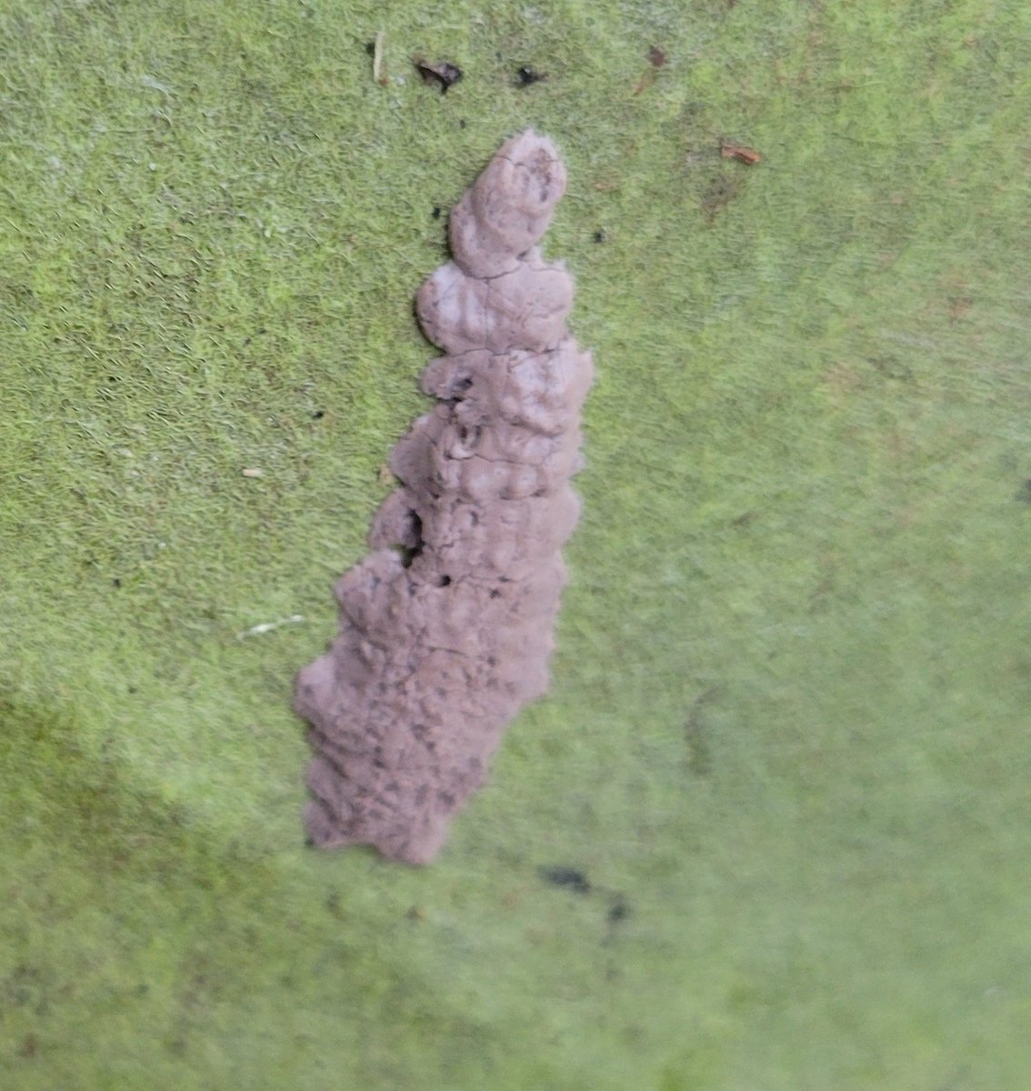 PSA: if you see these weird streaks of mud as you go through all your winter garden prep, scrape them off into a ziploc full of rubbing alcohol! this is what spotted lanternfly eggs look like! you can also take a lighter to them but you'll still want to scrape into alcohol after!