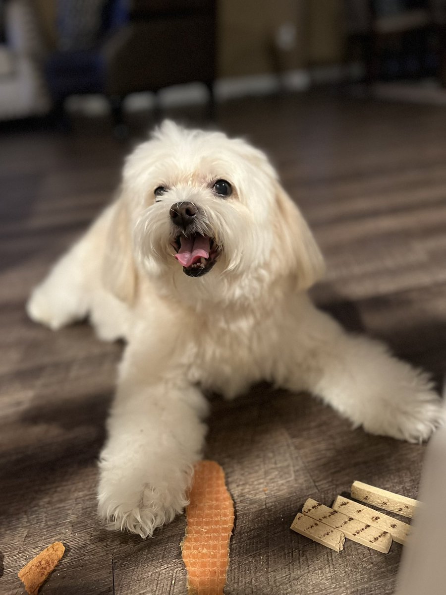 Fuck cancer, pray for Rocky please 🥺
He’s hospitalized right now until tomorrow they’ll tell us what needs to be done 😢