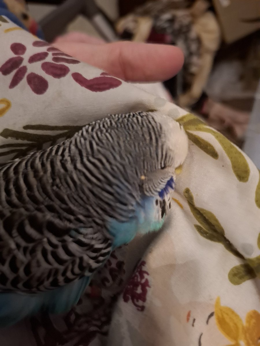 sweetie tweety birds🤩🐤🐥🐦🐦😍🥰 tweet media