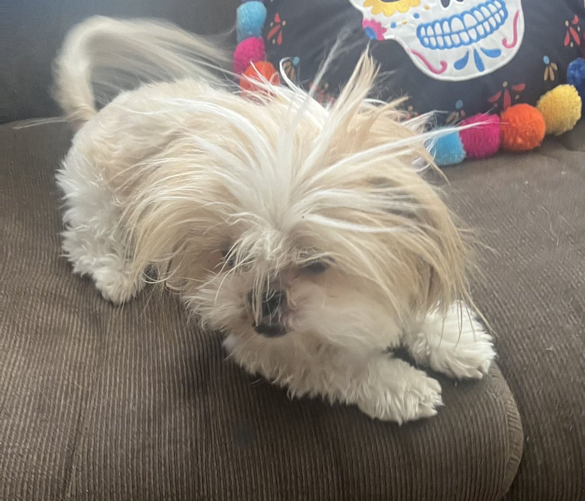 LunaRios2148's tweet photo. @Logically_JC Lucy having a bad hair day after a crazy windy day in SoCal a few days ago 🥰 https://t.co/VH2sa8shwr