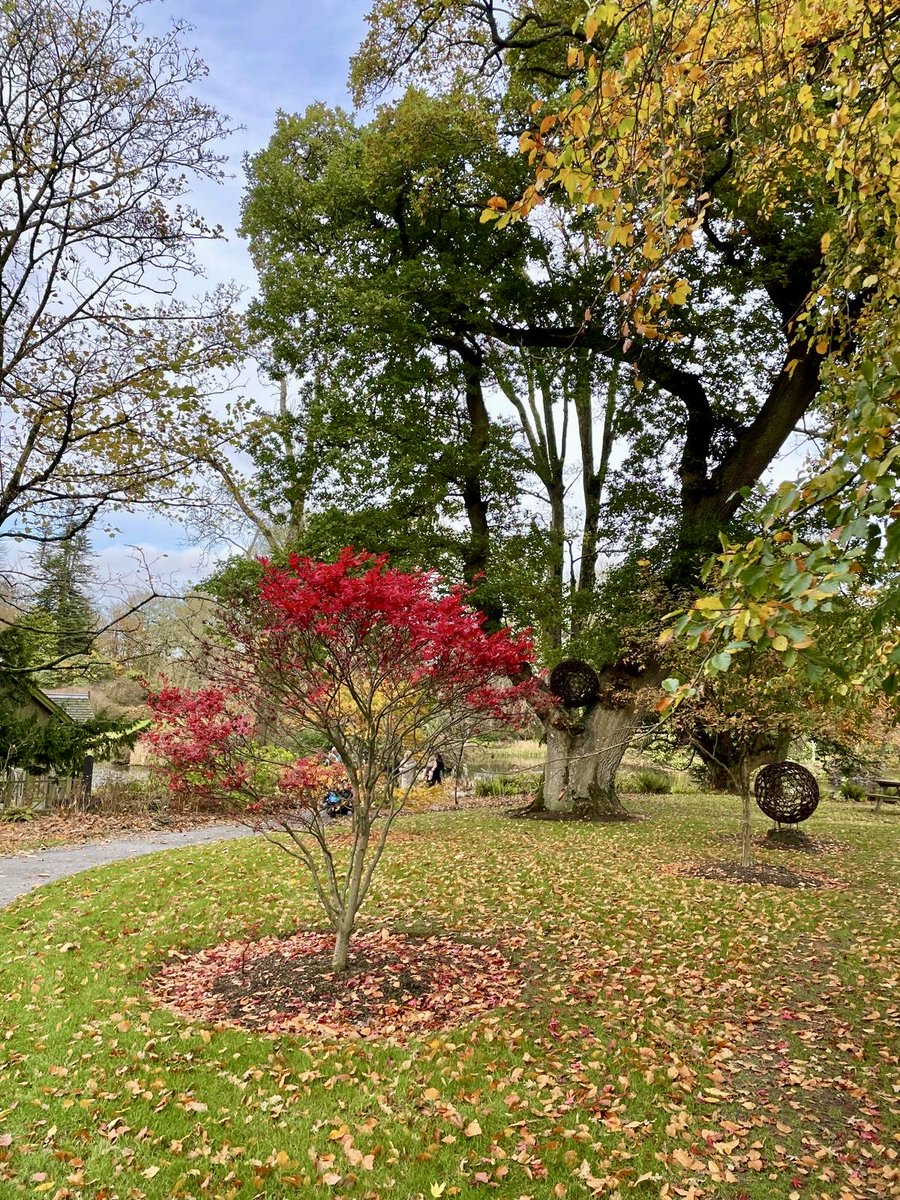 EllieKa66133452's tweet image. The oppressive gloom lifted today #thankfully #autumn ⁦@MontaltoEstate⁩