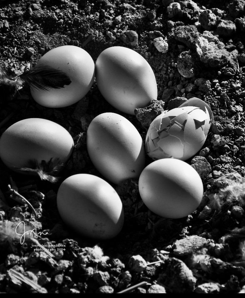 The key to everything is patience. You get the chicken by hatching the egg, not smashing it.  #blackandwhitephotography #PhotographyIsArt #ThePhotoHour #Sundayfeeling
