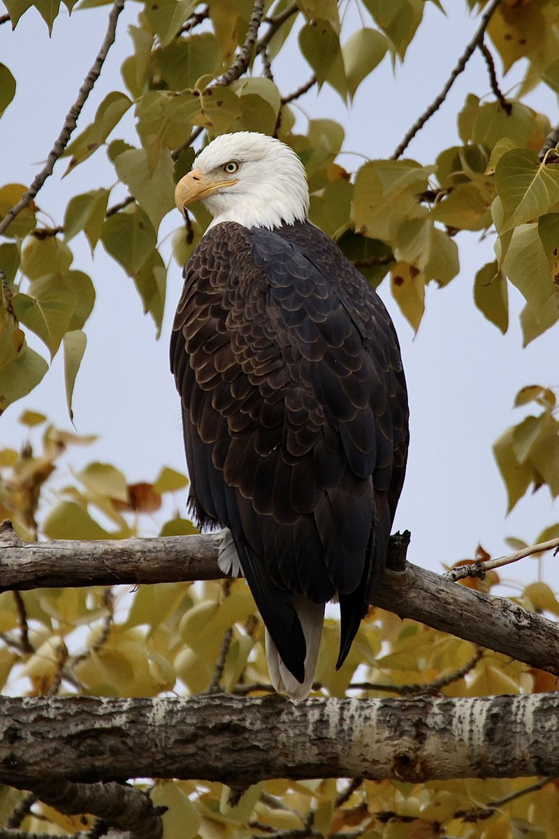 jw2008SS00's tweet photo. American Bald Eagle fall Boise river #Boise #birdphotography #birders #birds #birdwatching #birding #wildlife #wildlifephotography #baldeagle https://t.co/LHmnnPsE8d