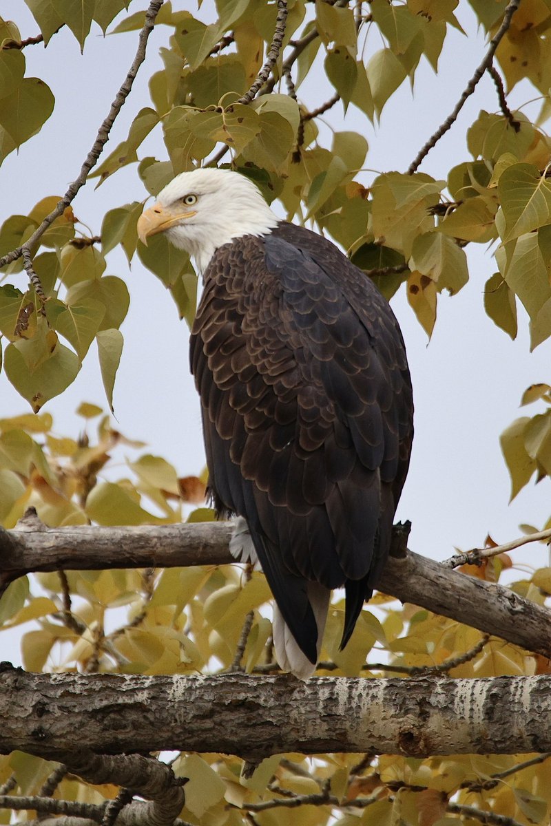 jw2008SS00's tweet photo. American Bald Eagle fall Boise river #Boise #birdphotography #birders #birds #birdwatching #birding #wildlife #wildlifephotography #baldeagle https://t.co/LHmnnPsE8d