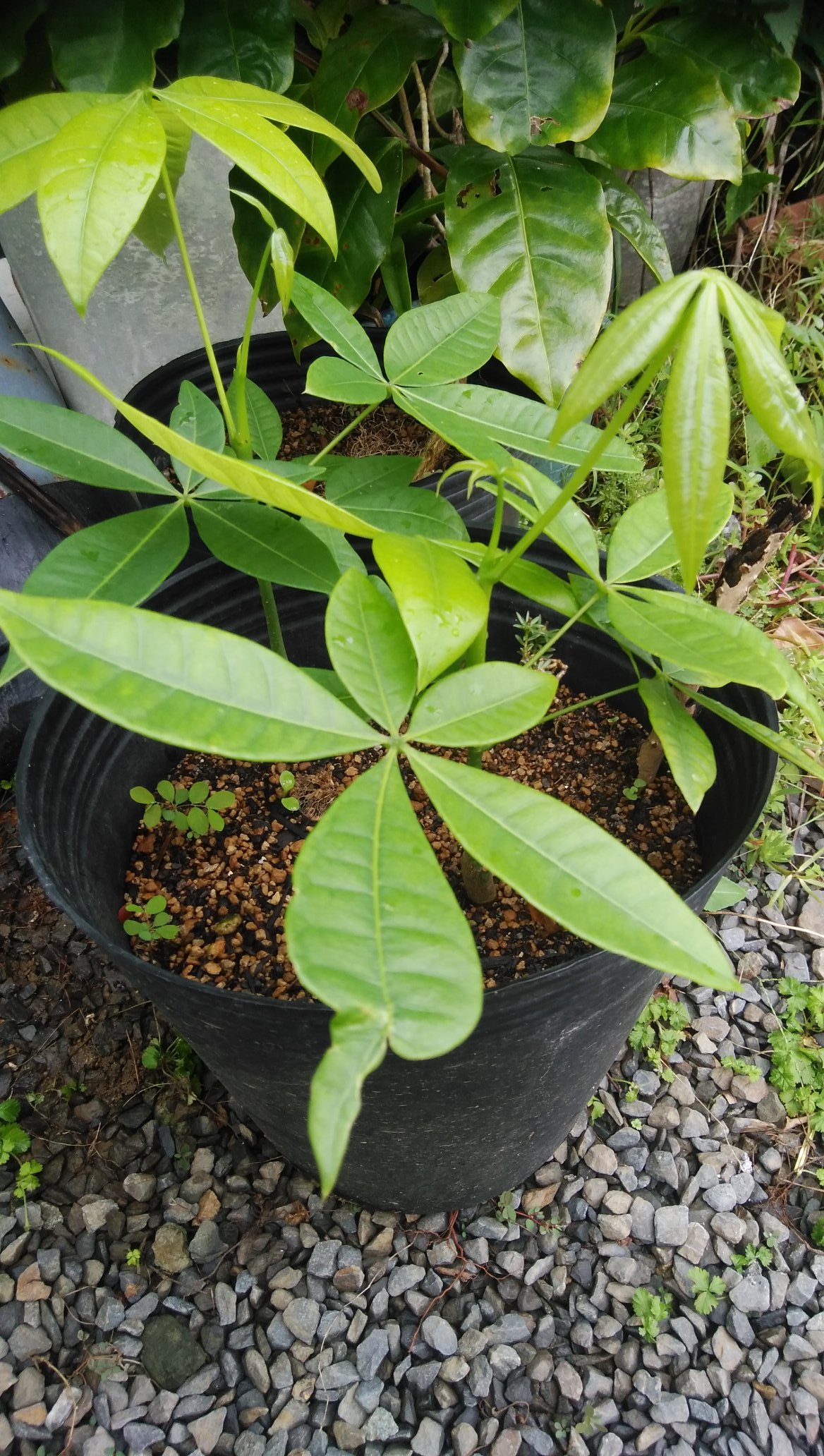 獅子蘇鉄 多頭 徳之島産 【公式通販】