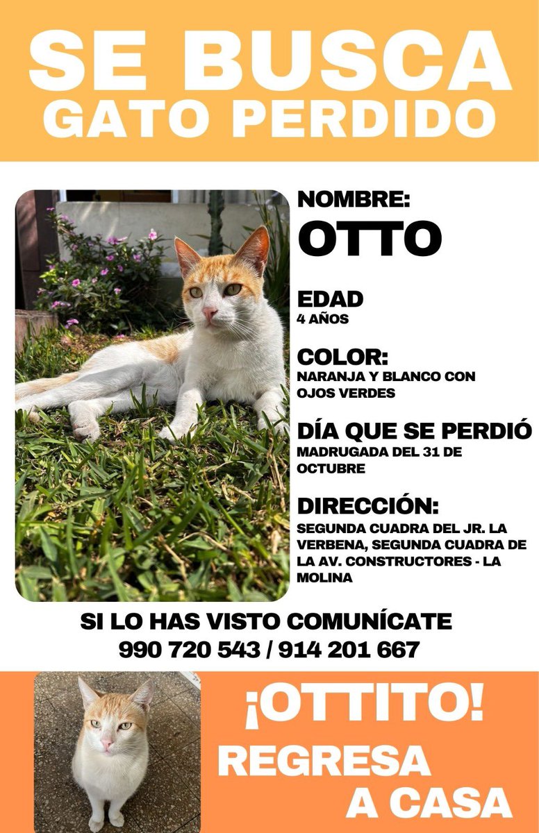 🚨🚨🚨URGENTE 🚨🚨🚨
Mi gatito Otto se perdió el 31 de Octubre en la 2da cuadra de la Av. Constructores  en la Molina.
Son días muy tristes para mi familia y aunque tenga otros gatos mi corazón se siente incompleto.
🚨Denle RT por favor🚨