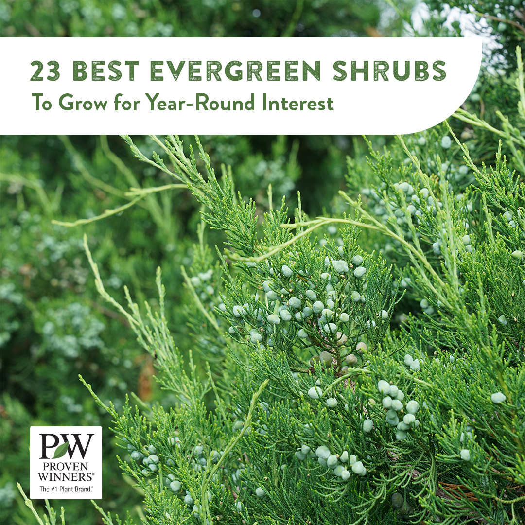 Evergreens are the backbone of a beautiful garden! 🌿 They support pollinators, provide food &amp; shelter for wildlife, and add year-round structure—there's still time to plant! Check out our top 23 picks: pwwin.rs/egreen23